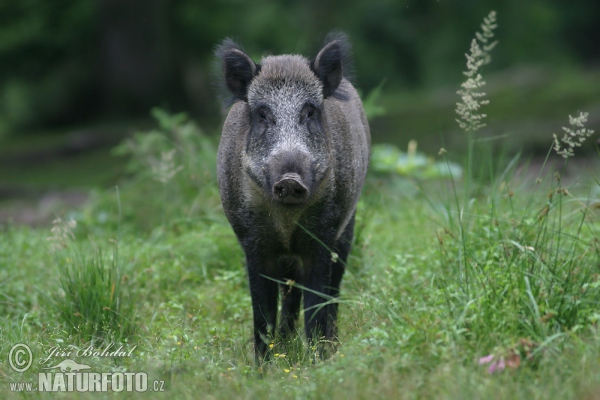 Wildschwein (Sus scrofa)