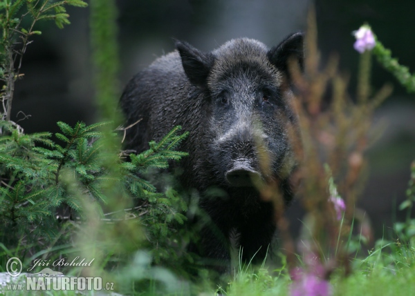 Wildschwein (Sus scrofa)