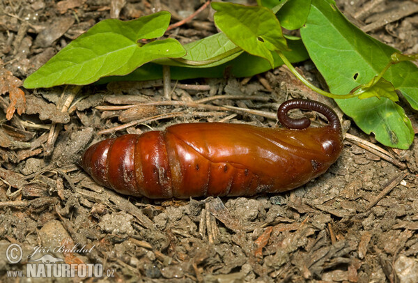 Windenschwärmer (Agrius convolvuli)