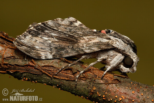 Windenschwärmer (Agrius convolvuli)