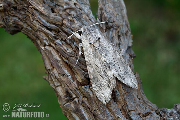 Windenschwärmer (Agrius convolvuli)