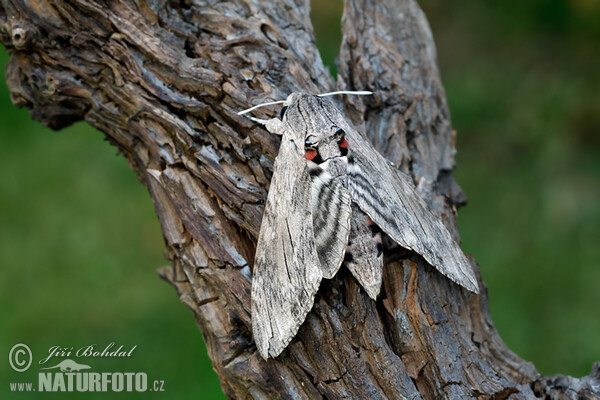 Windenschwärmer (Agrius convolvuli)