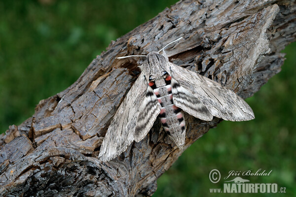 Windenschwärmer (Agrius convolvuli)