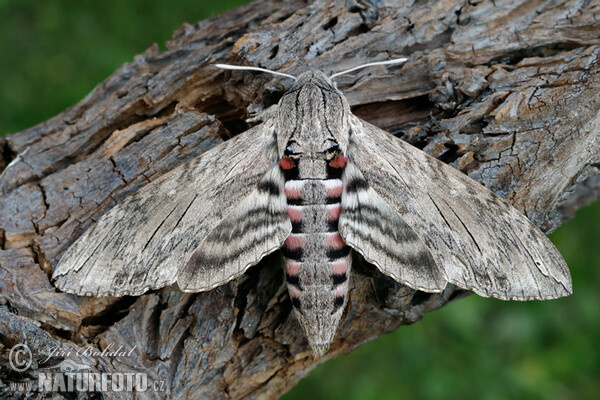 Windenschwärmer (Agrius convolvuli)