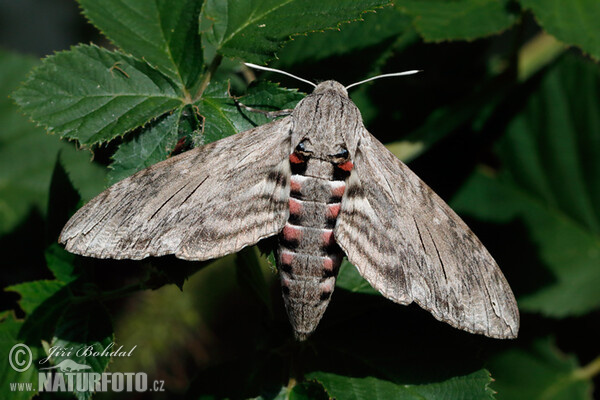 Windenschwärmer (Agrius convolvuli)