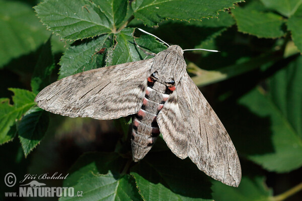 Windenschwärmer (Agrius convolvuli)