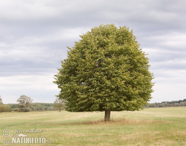 Winterlinde, Steinlinde (Tilia cordata)