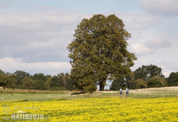 Winterlinde, Steinlinde (Tilia cordata)