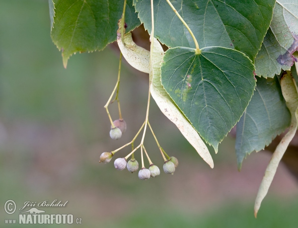 Winterlinde, Steinlinde (Tilia cordata)