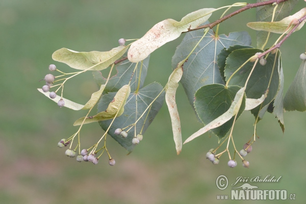 Winterlinde, Steinlinde (Tilia cordata)