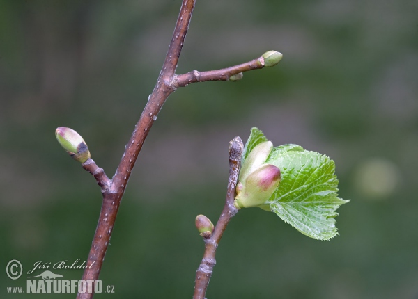 Winterlinde, Steinlinde (Tilia cordata)