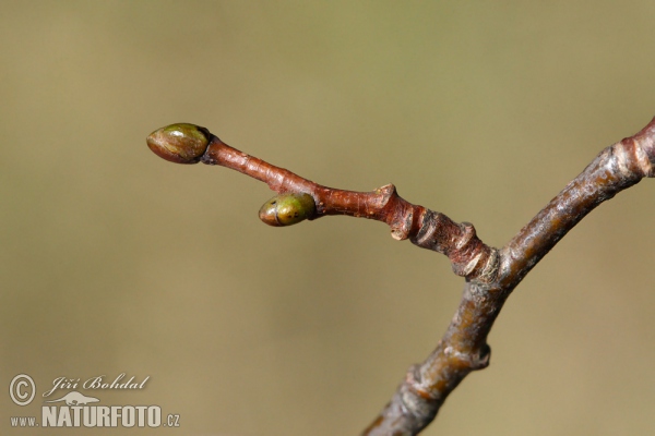 Winterlinde, Steinlinde (Tilia cordata)