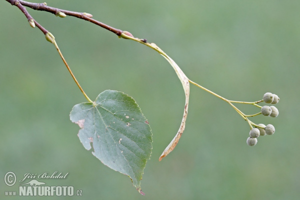 Winterlinde, Steinlinde (Tilia cordata)