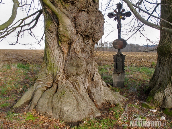 Winterlinde, Steinlinde (Tilia cordata)