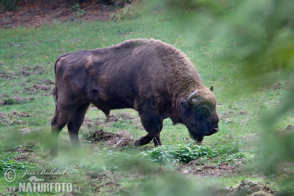 Wisent (Bison bonasus)