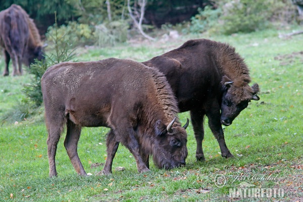 Wisent (Bison bonasus)