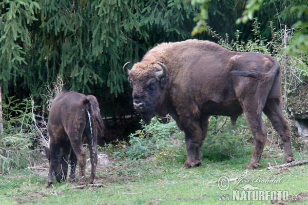 Wisent (Bison bonasus)