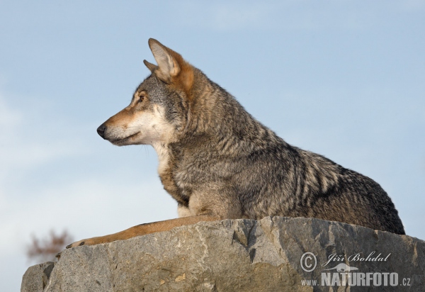 Wolf (Canis lupus)