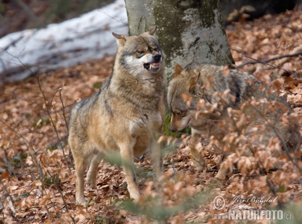 Wolf (Canis lupus)