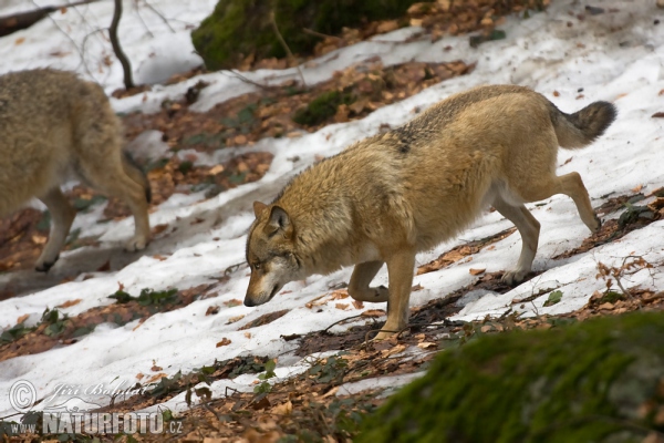 Wolf (Canis lupus)