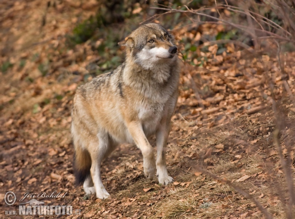 Wolf (Canis lupus)