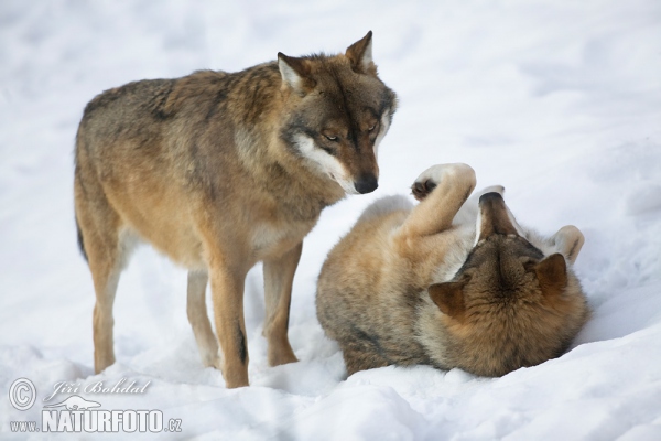 Wolf (Canis lupus)