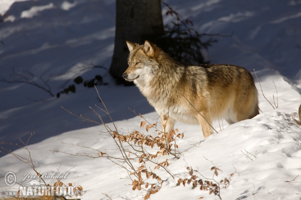 Wolf (Canis lupus)