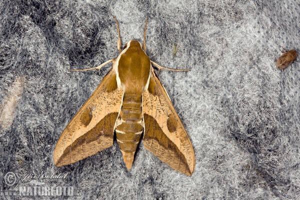 Wolfsmilchschwärmer (Hyles euphorbiae)