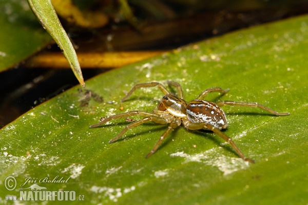 Wolfspinne (Pirata piraticus)