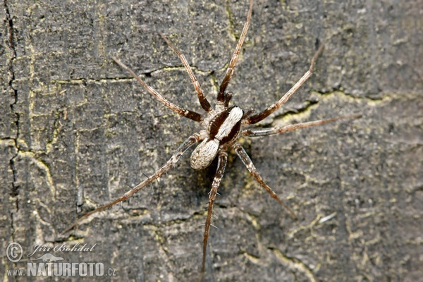 Wolfspinne (Pardosa lugubris)