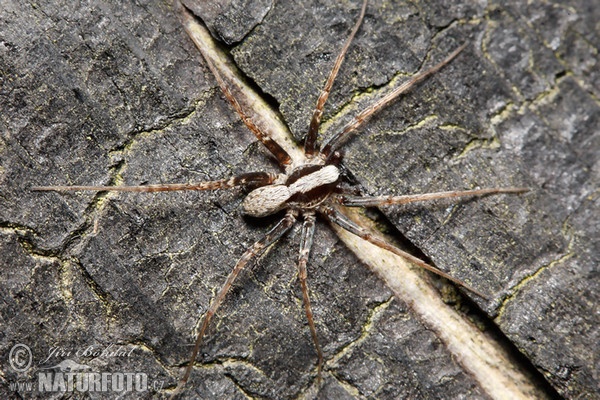 Wolfspinne (Pardosa lugubris)