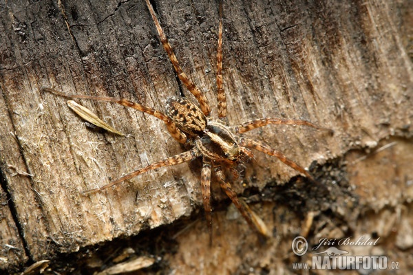 Wolfspinne (Pardosa lugubris)