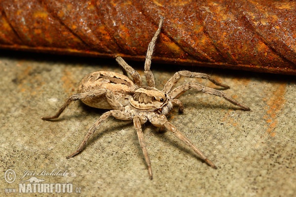 Wolfspinne (Lycosa narbonensis)