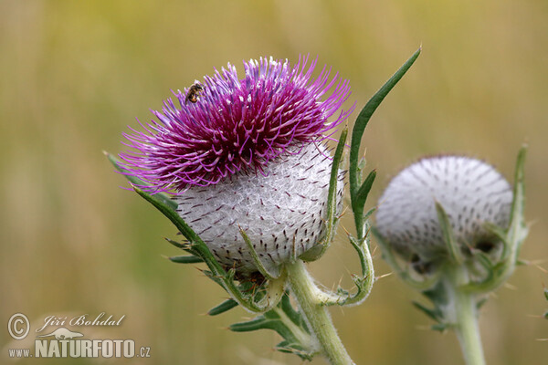 Wollköpfige Kratzdistel (Cirsium eriophorum)