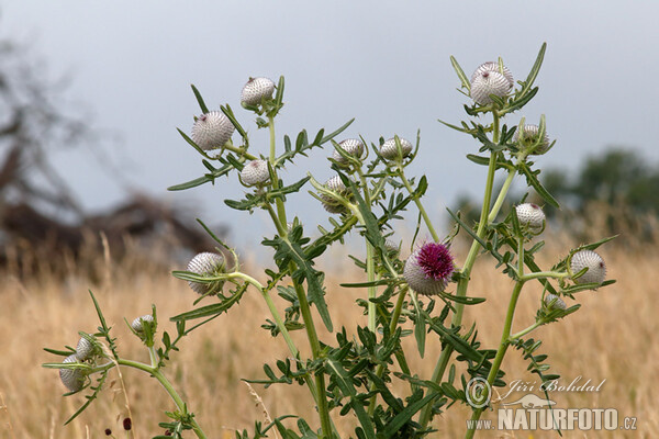 Wollköpfige Kratzdistel (Cirsium eriophorum)