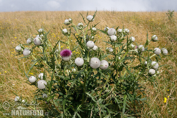 Wollköpfige Kratzdistel (Cirsium eriophorum)