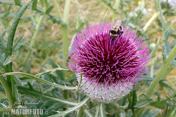 Wollköpfige Kratzdistel (Cirsium eriophorum)