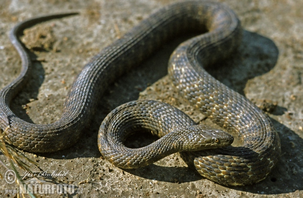 Würfelnatter (Natrix tessellata)