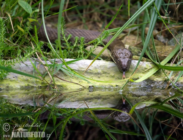 Würfelnatter (Natrix tessellata)