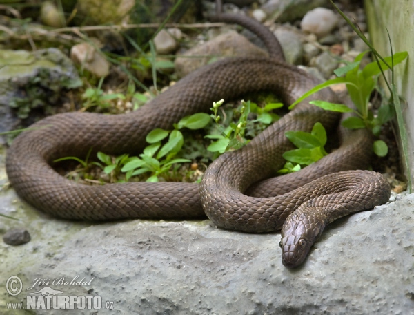 Würfelnatter (Natrix tessellata)