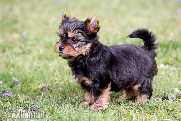 Yorkshire Terrier (Canis lupus familiaris)