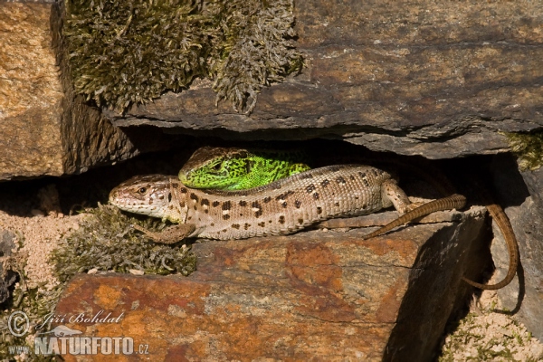 Zauneidechse (Lacerta agilis)