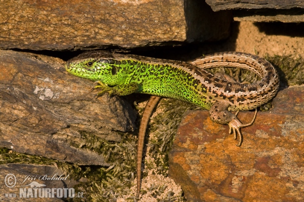 Zauneidechse (Lacerta agilis)