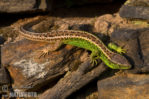 Zauneidechse (Lacerta agilis)