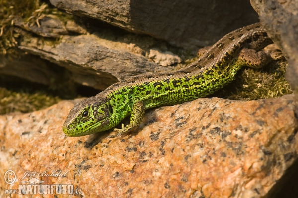 Zauneidechse (Lacerta agilis)