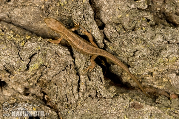 Zauneidechse (Lacerta agilis)