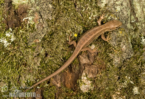 Zauneidechse (Lacerta agilis)