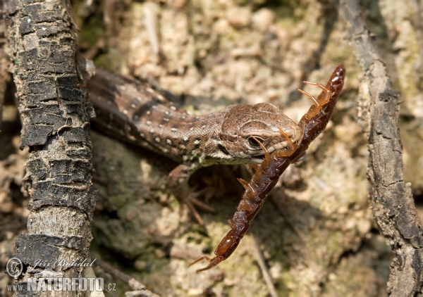 Zauneidechse (Lacerta agilis)