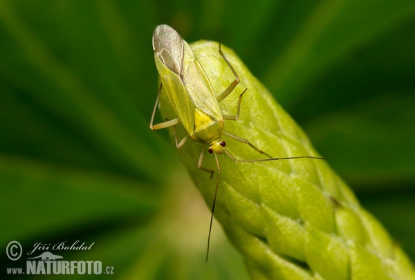 Zierwanze (Adelphocoris sp.)