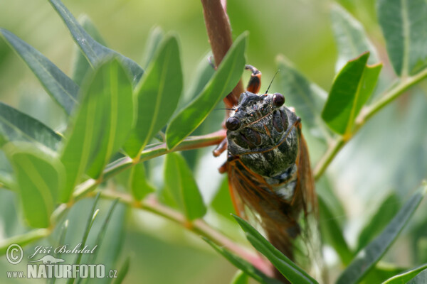 Zikade (Cicadetta sp.)